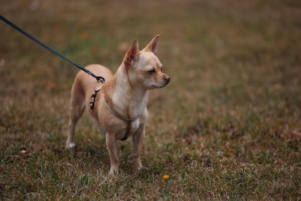 How to Tailor Strength and Conditioning Programs for Female Rugby Players?