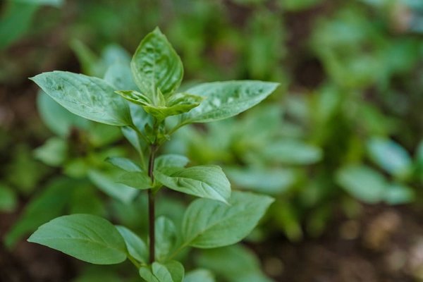 How to design and develop real estate projects that enhance local biodiversity and ecological value?